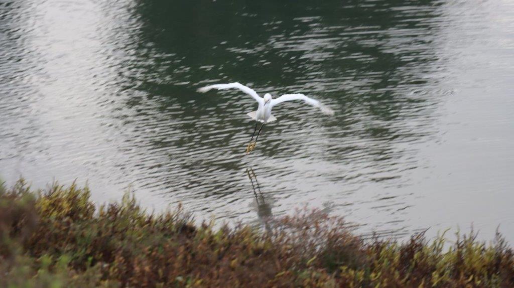 A bird flying over water

Description automatically generated