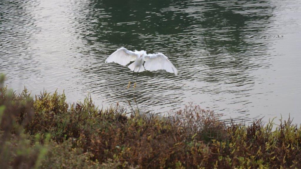 A bird flying over water

Description automatically generated