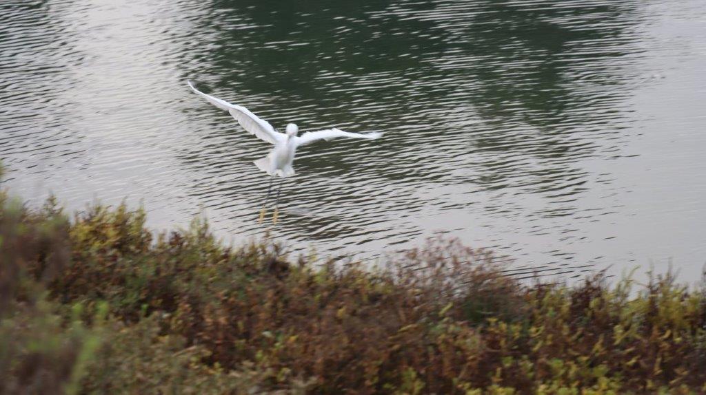 A bird flying over water

Description automatically generated