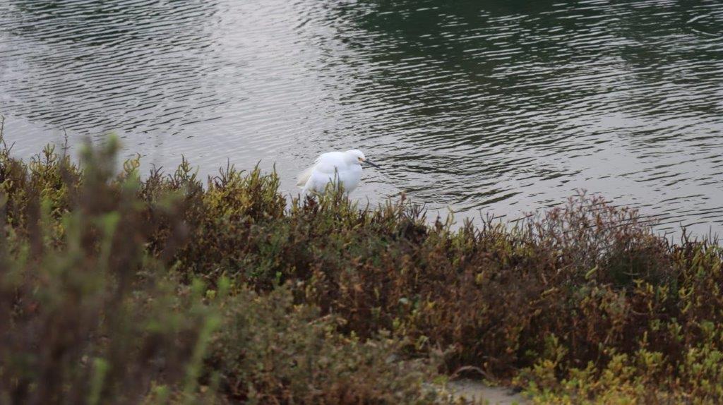 A bird swimming in water

Description automatically generated