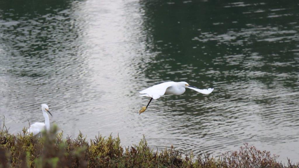 A white bird flying over water

Description automatically generated