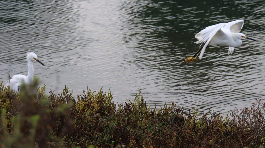 A bird flying over water

Description automatically generated