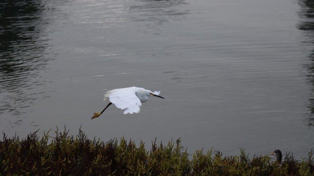 A bird flying over water

Description automatically generated