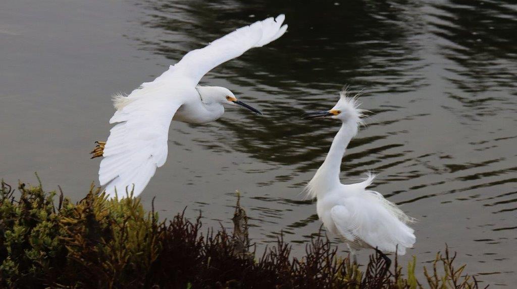 A couple of white birds flying near water

Description automatically generated