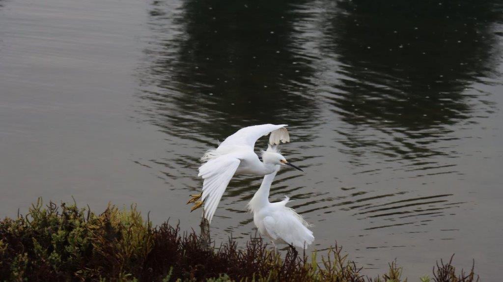 A couple of white birds near water

Description automatically generated