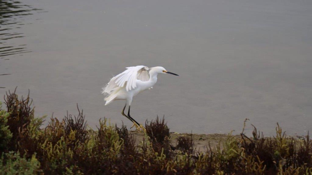 A white bird walking on the beach

Description automatically generated