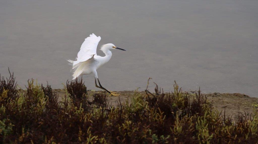 A white bird walking on the shore

Description automatically generated