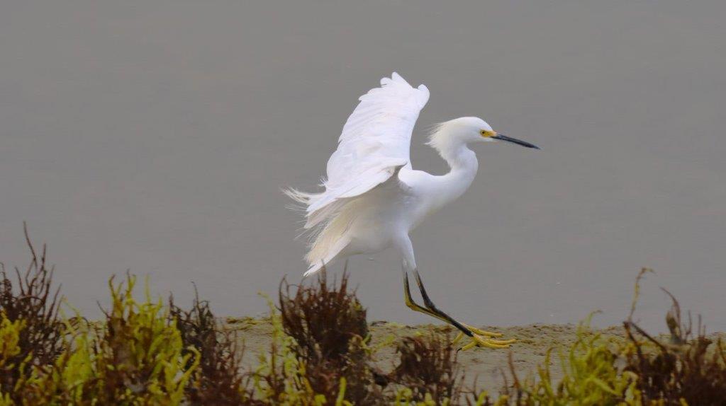 A white bird with long legs and wings

Description automatically generated