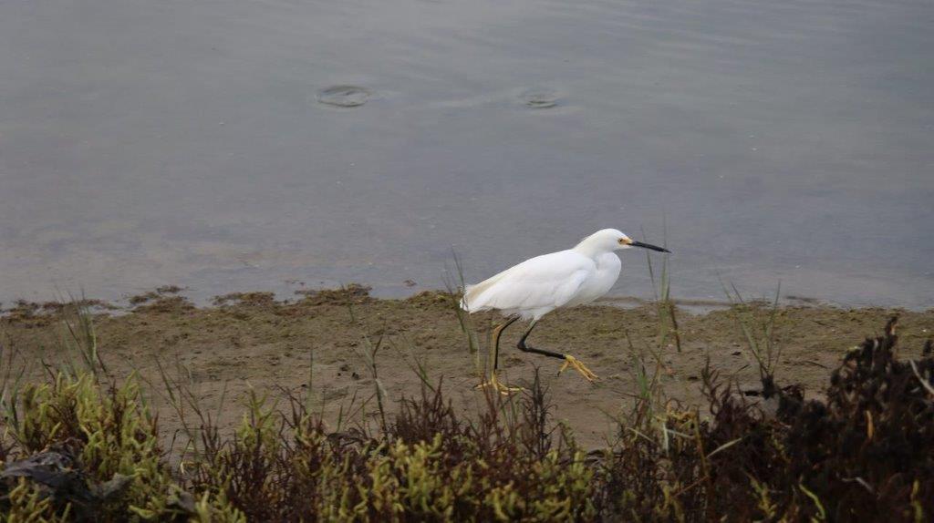 A white bird walking on the beach

Description automatically generated