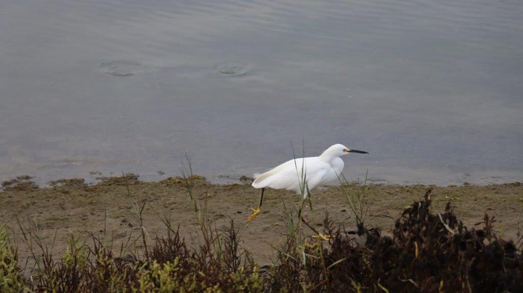 A white bird walking on the beach

Description automatically generated