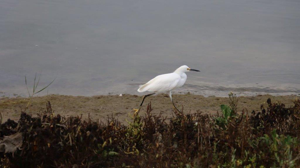 A white bird walking on the beach

Description automatically generated