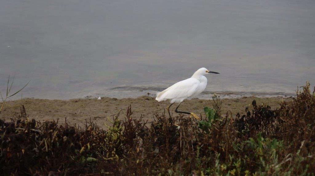 A white bird walking on the beach

Description automatically generated