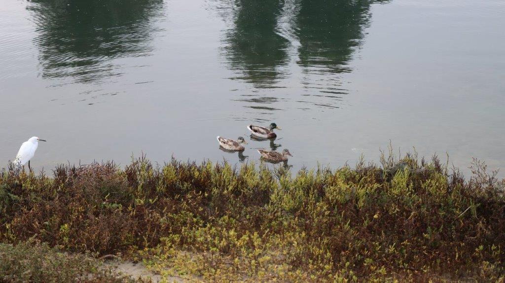 Ducks swimming in a lake

Description automatically generated