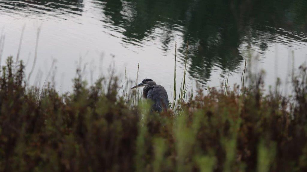 A bird standing in the grass by the water

Description automatically generated