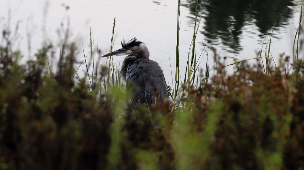 A bird standing in the grass

Description automatically generated