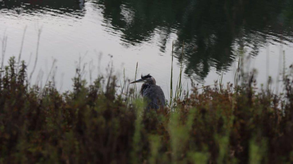 A bird standing in the grass by the water

Description automatically generated