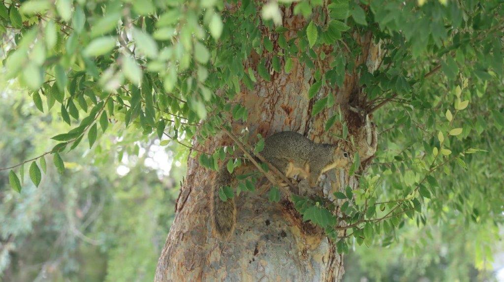 A squirrel in a tree

Description automatically generated