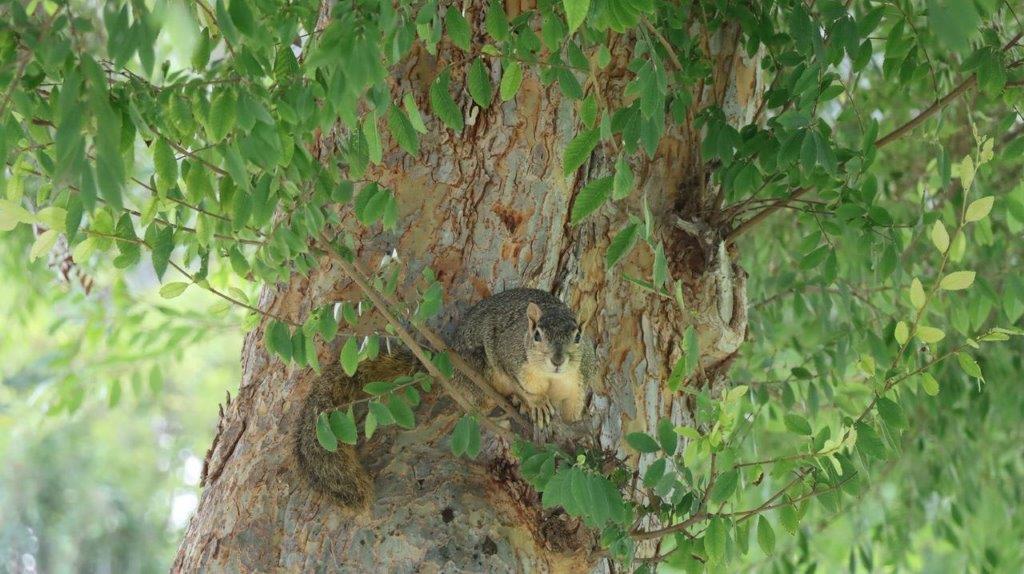 A squirrel in a tree

Description automatically generated