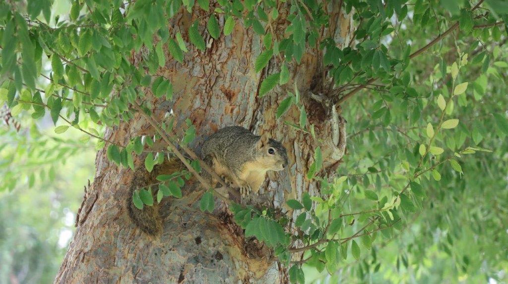 A squirrel in a tree

Description automatically generated