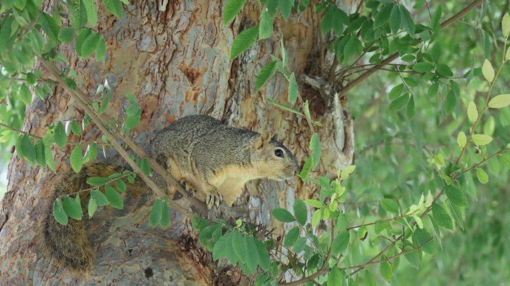 A squirrel in a tree

Description automatically generated