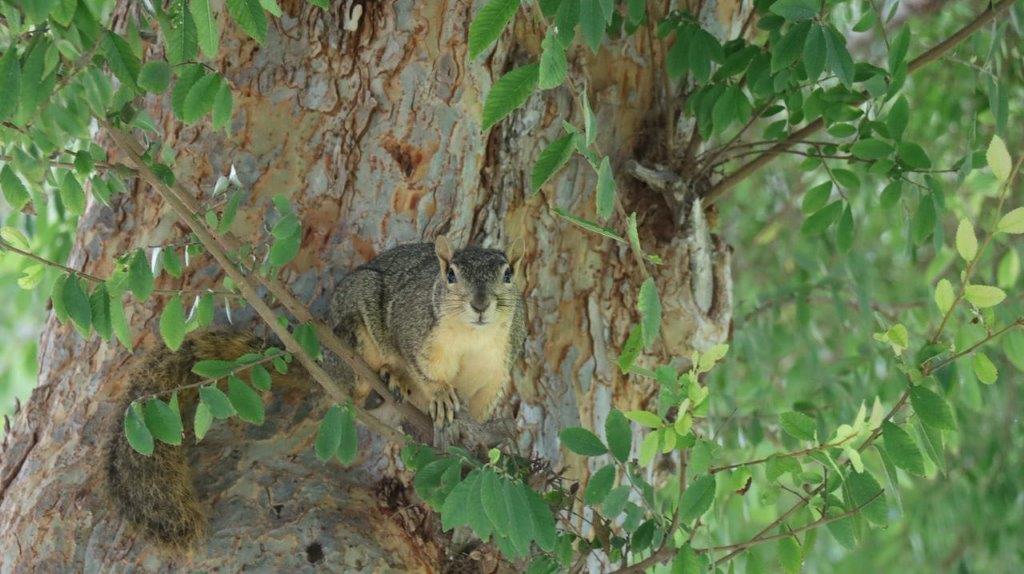 A squirrel in a tree

Description automatically generated