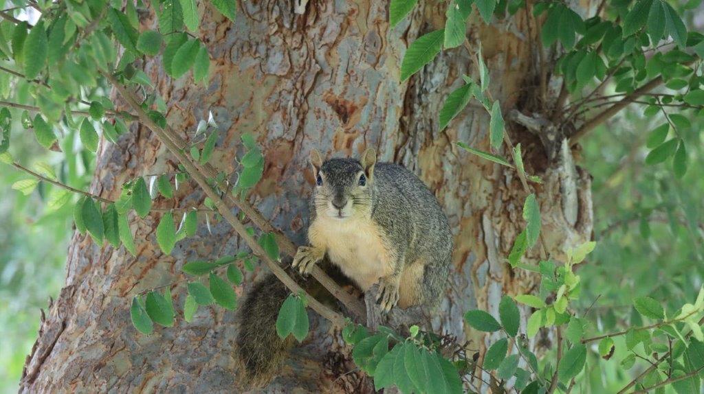 A squirrel on a tree branch

Description automatically generated