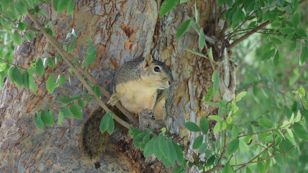 A squirrel on a tree branch

Description automatically generated