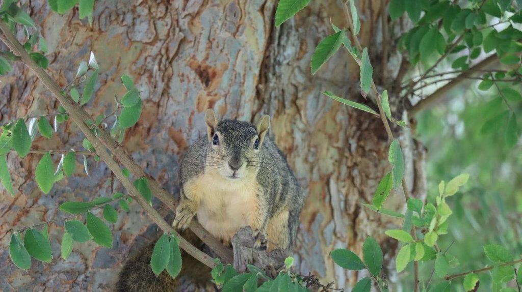 A squirrel in a tree

Description automatically generated