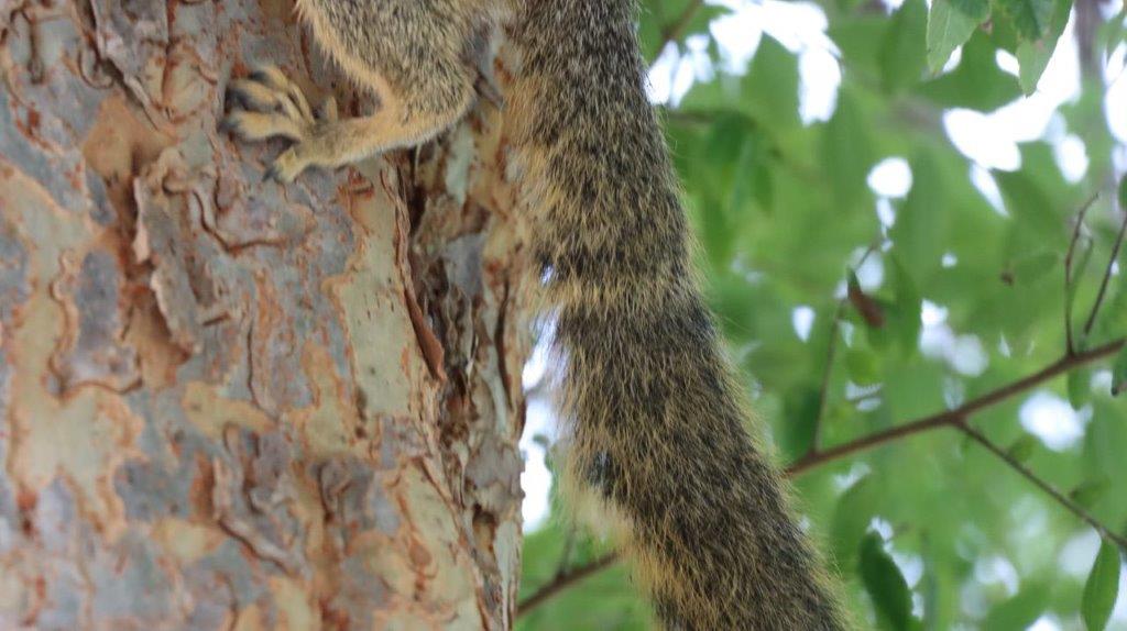 A squirrel climbing a tree

Description automatically generated