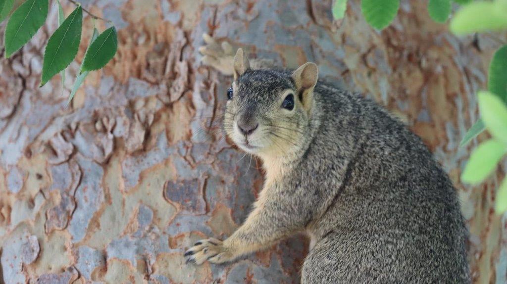 A squirrel on a tree

Description automatically generated