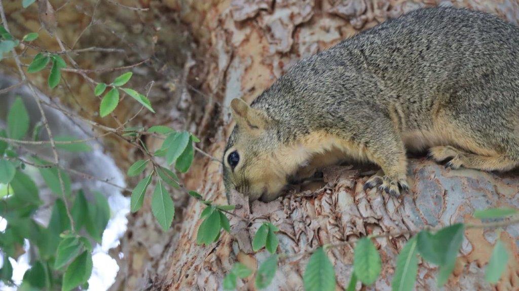 A squirrel climbing a tree

Description automatically generated