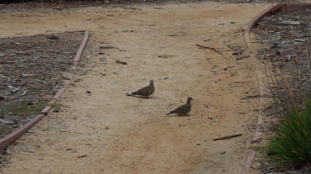 Birds on the ground near a log

Description automatically generated