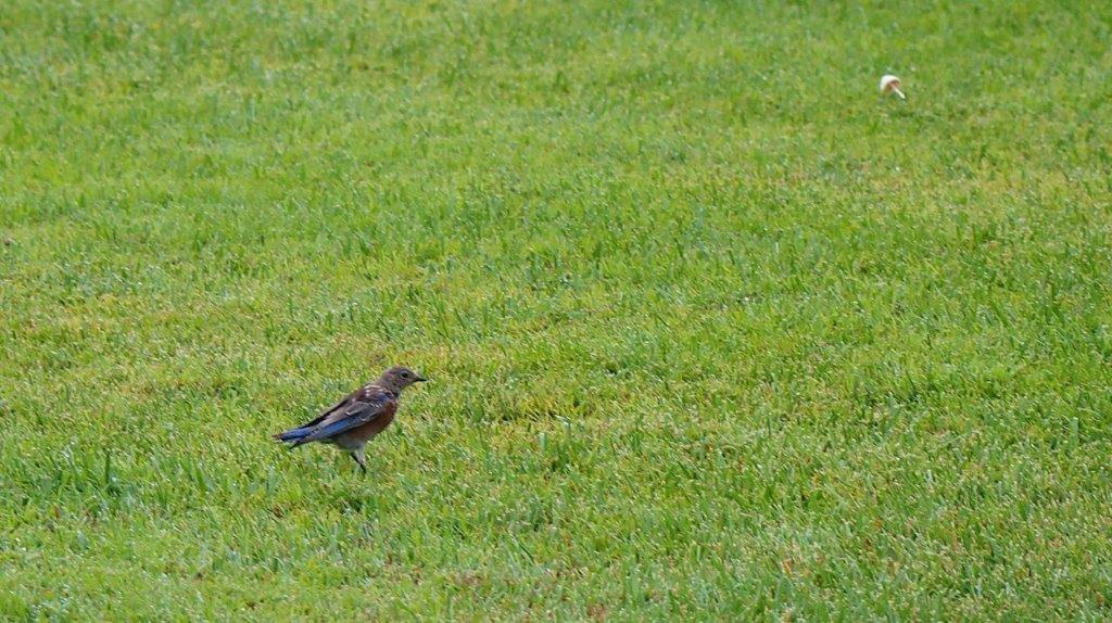 A bird standing in the grass

Description automatically generated