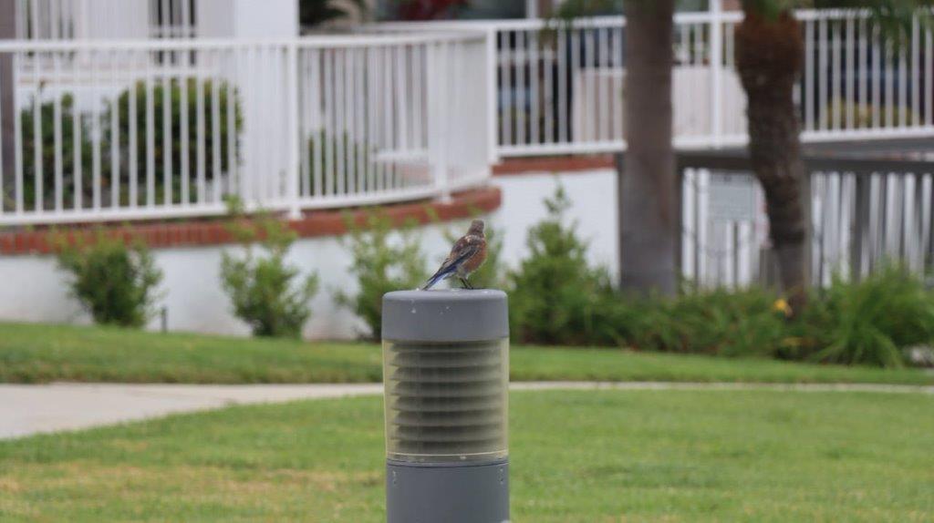 A bird perched on a light post

Description automatically generated