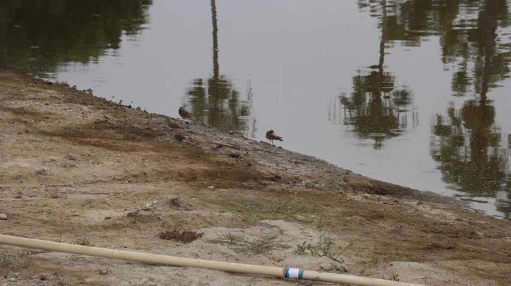 A bird standing on the shore of a lake

Description automatically generated