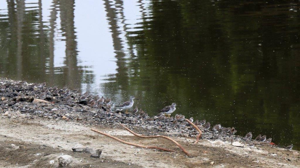 Birds on the shore of a lake

Description automatically generated