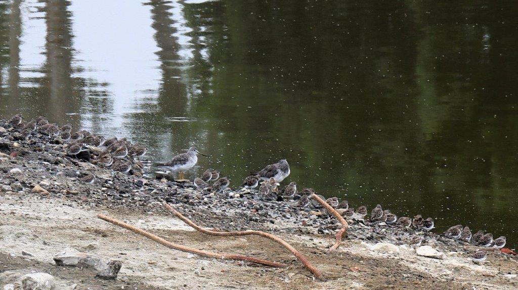 Birds on the shore of a lake

Description automatically generated