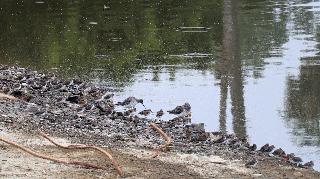 Birds on the shore of a lake

Description automatically generated