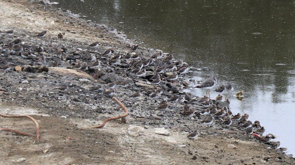 A group of birds on the shore of a lake

Description automatically generated