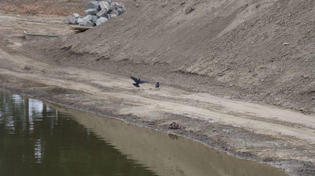 A bird flying near a body of water

Description automatically generated