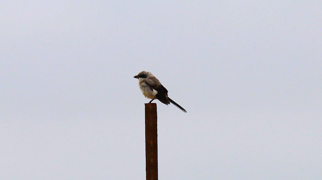 A bird standing on a post

Description automatically generated