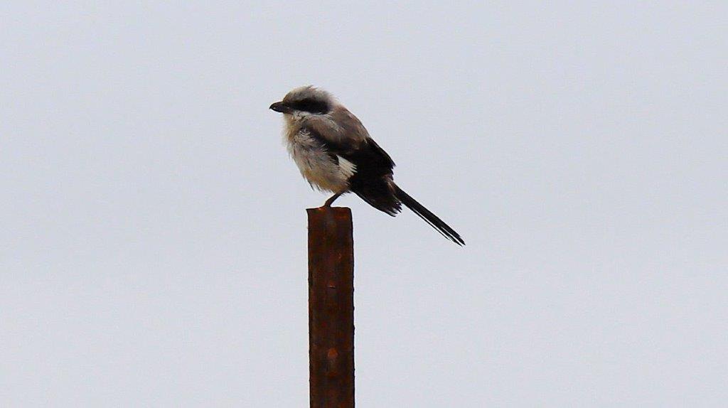 A bird standing on a post

Description automatically generated