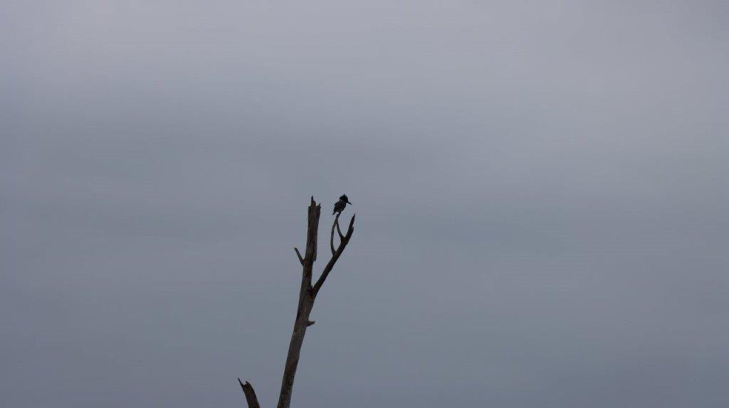 A bird on a branch

Description automatically generated