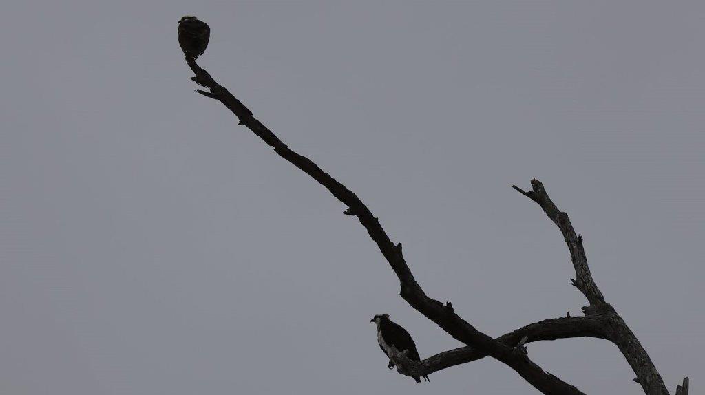 Birds on a tree branch

Description automatically generated