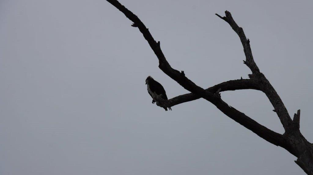 A bird on a branch

Description automatically generated