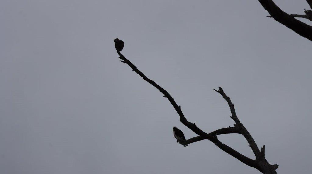 A bird perched on a branch

Description automatically generated