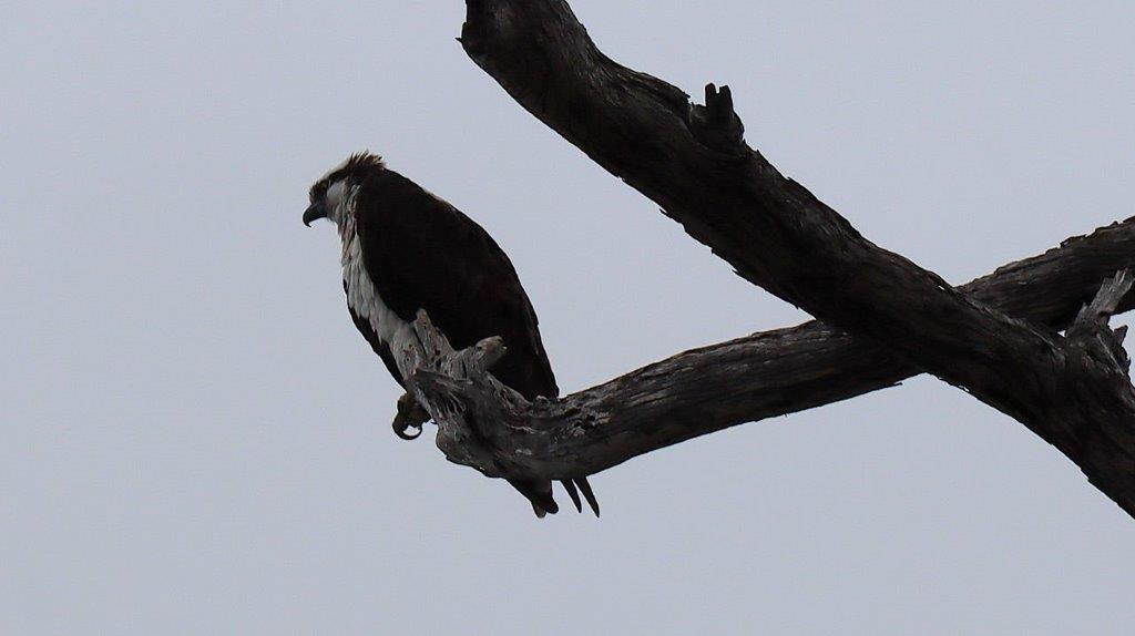 A bird sitting on a branch

Description automatically generated