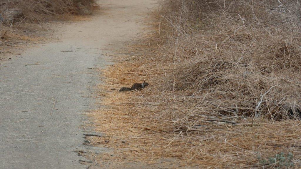 A squirrel on the side of a road

Description automatically generated