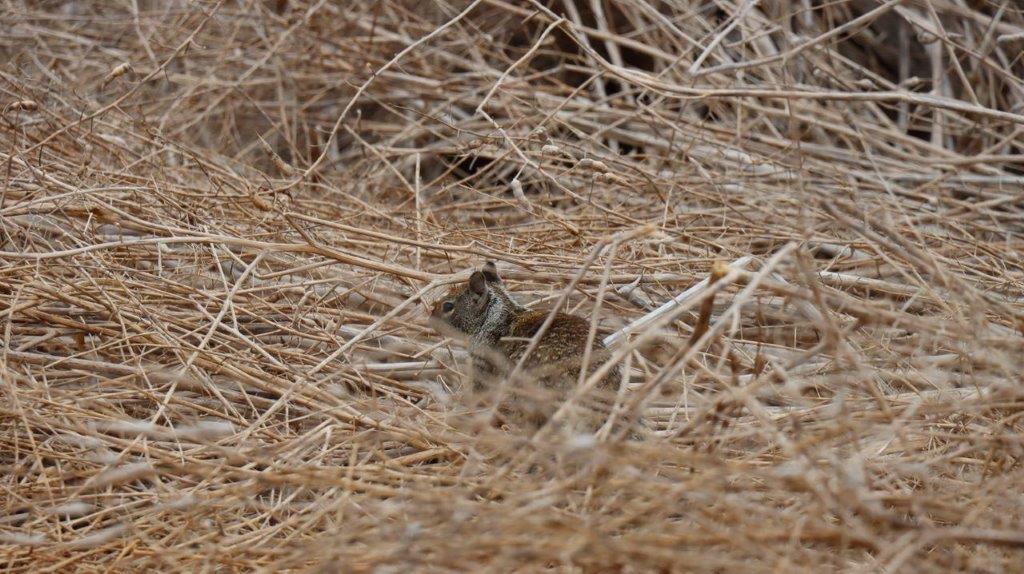 A small rodent in the grass

Description automatically generated