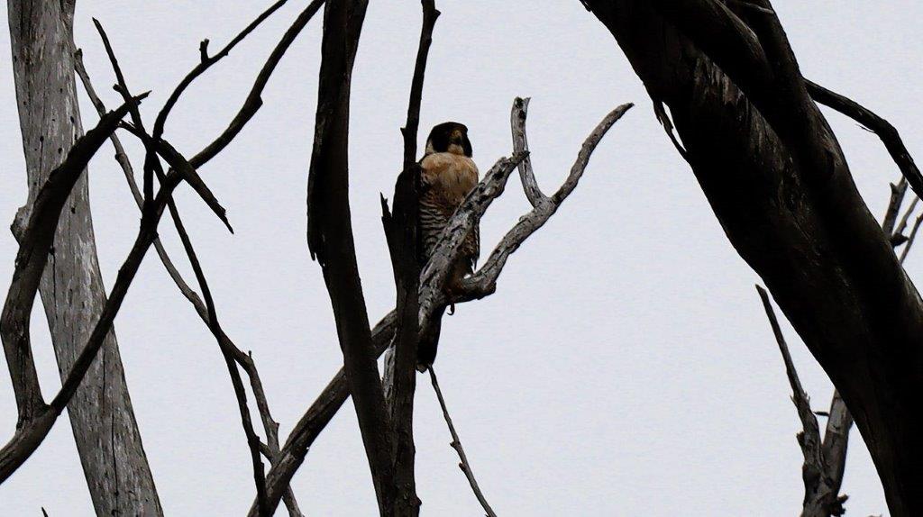 A bird sitting on a tree branch

Description automatically generated